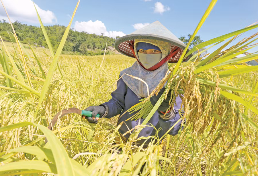 Người Bahnar ở Đak Trôi thu hoạch lúa vụ mùa. Ảnh: Lê Gia Người Bahnar ở Đak Trôi thu hoạch lúa vụ mùa. Ảnh: Lê Gia