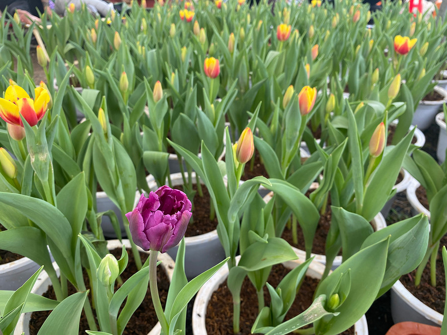 Những đóa hoa tulip nhiều màu sắc đang e ấp khoe sắc trước Tết. Ảnh: Văn Ngọc