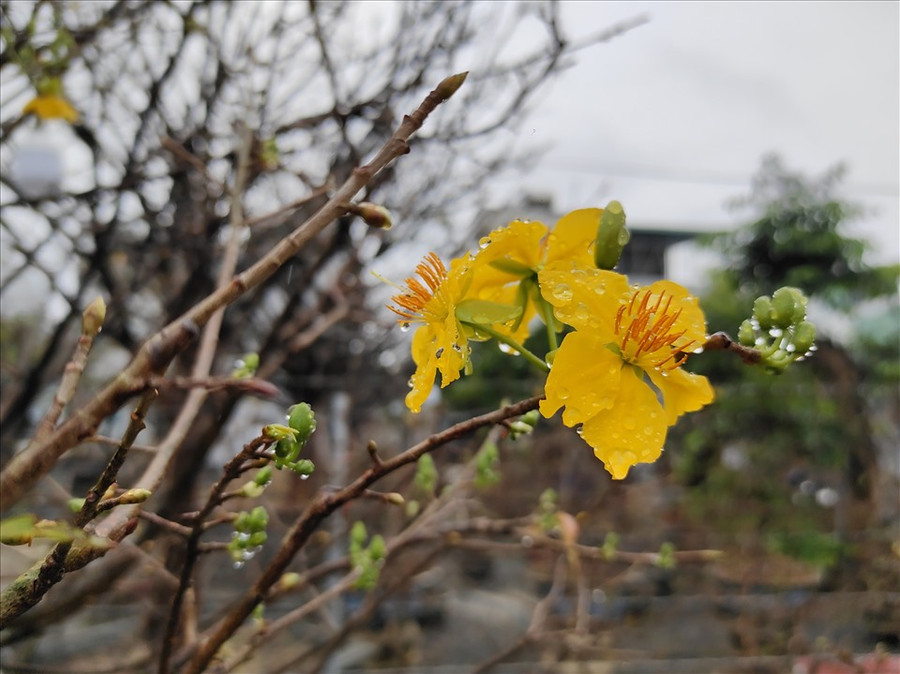 Các chủ vườn tất bật chăm sóc để mai nở đúng dịp Tết.