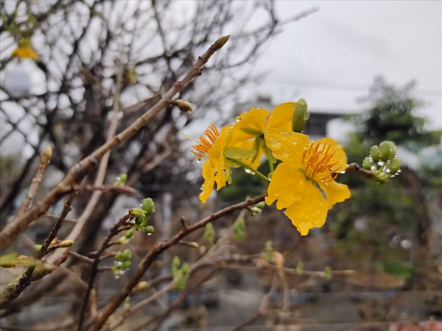 Các chủ vườn tất bật chăm sóc để mai nở đúng dịp Tết.