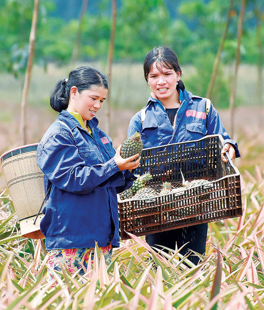  Mô hình trồng dứa tập trung quy mô lớn. Ảnh: Đức Thụy