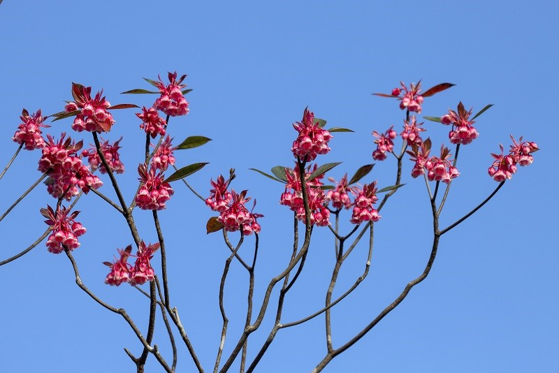 Những cành hoa đào chuông mong manh, thanh thoát, nụ đào chuông e ấp dịu dàng. Ảnh: Tuấn Lê