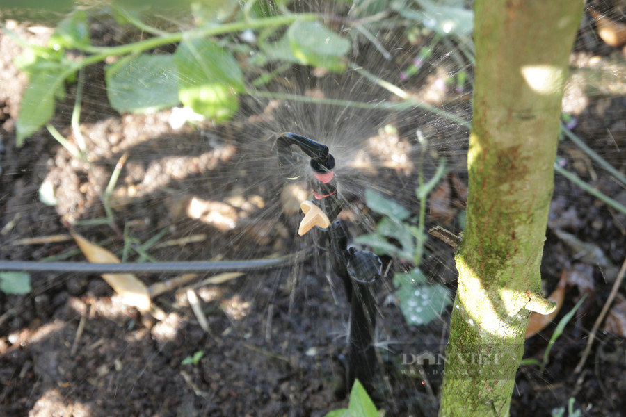 Hệ thống tưới phun sương trong vườn vú sữa hoàng kim của chị Thu được vận hành. Ảnh: Văn Long.