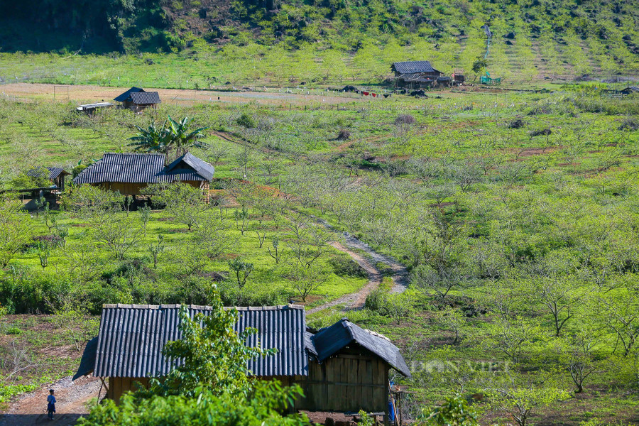 Đất và người nơi đây tạo nên một vẻ đẹp giản dị, thanh bình và ngập tràn hương sắc của hoa mận, hoa đào hay cải vàng. Hiện tại đang là thời điểm đẹp nhất cho những du khách muốn đi bộ khám phá vẻ đẹp của 2 thung lũng này.