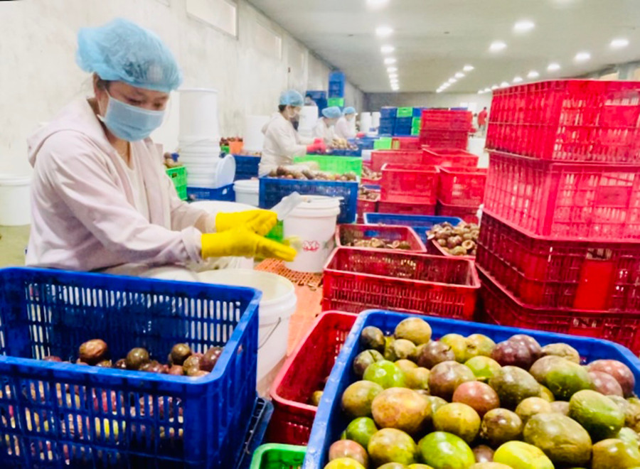  Chế biến chanh dây xuất khẩu. Ảnh: Vũ Thảo