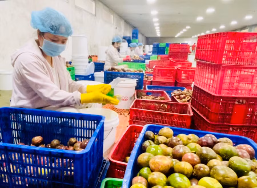 Chế biến chanh dây xuất khẩu tại Công ty TNHH một thành viên Nông nghiệp Sesan Gia Lai. Ảnh: Vũ Thảo Chế biến chanh dây xuất khẩu. Ảnh: Vũ Thảo