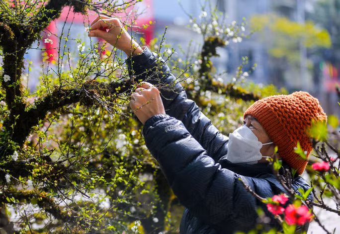 Đang ngắt tỉa những cánh hoa đã tàn, bà Hồ Thị Hoa (65 tuổi) cho biết: 