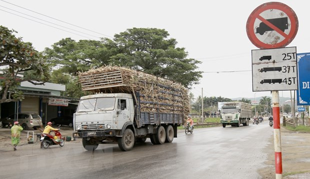 Bất chấp bảng hạn chế tải trọng phương tiện, nhiều xe chở nguyên liệu mía quá tải vẫn vô tư lưu thông. (Ảnh: Quang Thái/TTXVN)