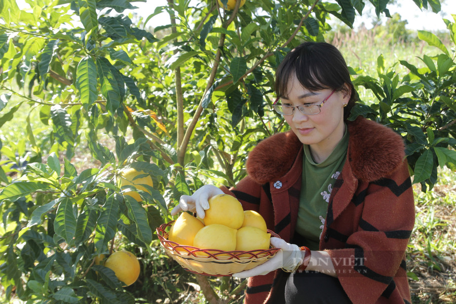 Cô giáo dạy âm nhạc bên những trái vú sữa hoàng kim trong vườn của mình. Ảnh: Văn Long.