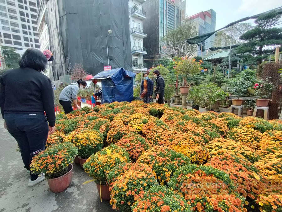 Bên cạnh màu vàng quen thuộc, nhiều khách hàng lựa chọn cúc mâm xôi màu cam để làm nổi bật không gian sống của mình.