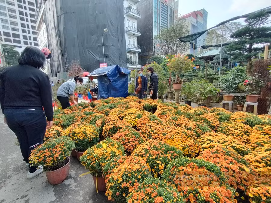 Bên cạnh màu vàng quen thuộc, nhiều khách hàng lựa chọn cúc mâm xôi màu cam để làm nổi bật không gian sống của mình.