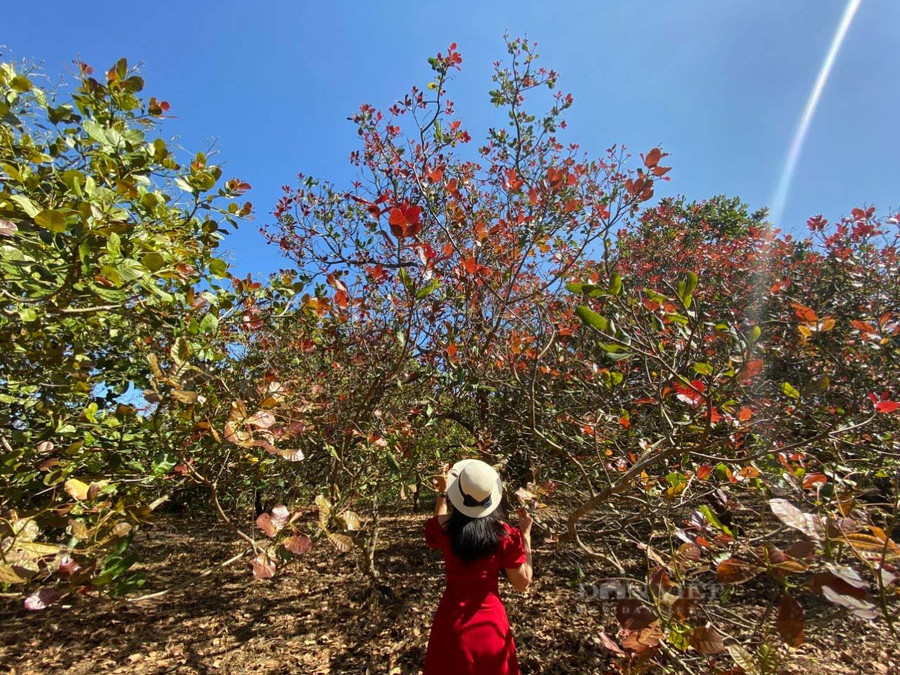 Vườn điều mùa thay lá đẹp như một bức tranh Hàn Quốc vào thu. Ảnh: Nhật Hà