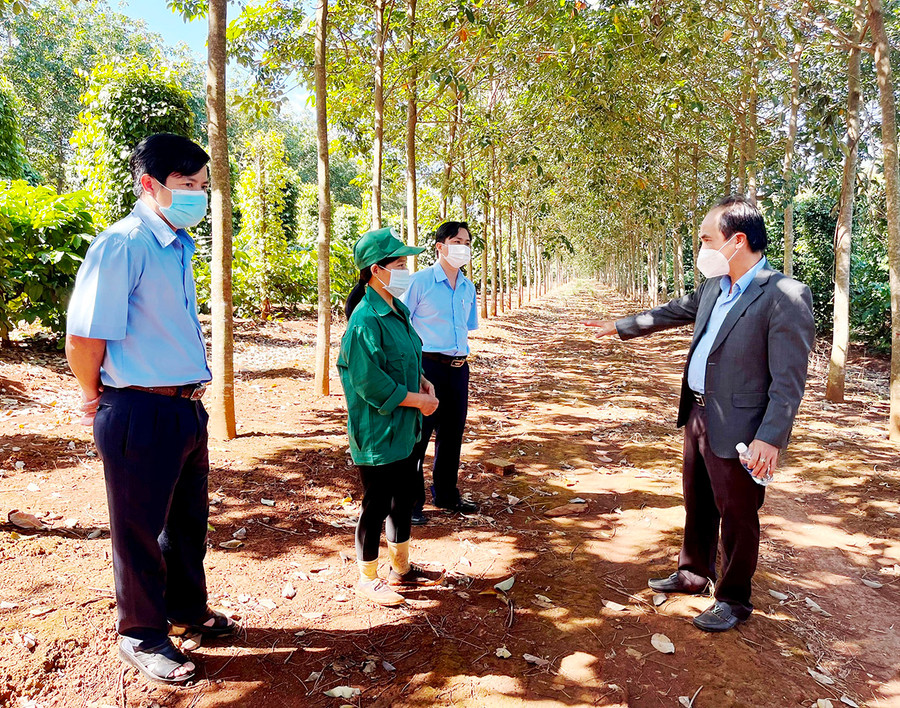 Tổng Giám đốc Công ty TNHH một thành viên Cao su Chư Prông Võ Toàn Thắng (bìa phải) kiểm tra vườn cây của đơn vị. Ảnh: Vũ Thảo Tổng Giám đốc Công ty TNHH một thành viên Cao su Chư Prông Võ Toàn Thắng (bìa phải) kiểm tra vườn cây của đơn vị. Ảnh: Vũ Thảo