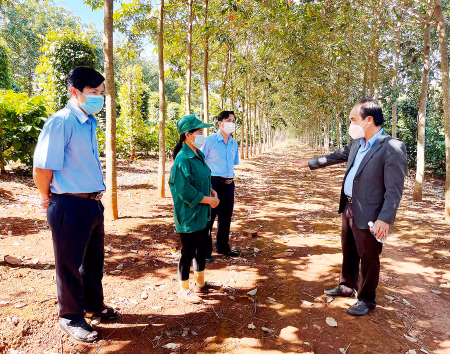 Tổng Giám đốc Công ty TNHH một thành viên Cao su Chư Prông Võ Toàn Thắng (bìa phải) kiểm tra vườn cây của đơn vị. Ảnh: Vũ Thảo