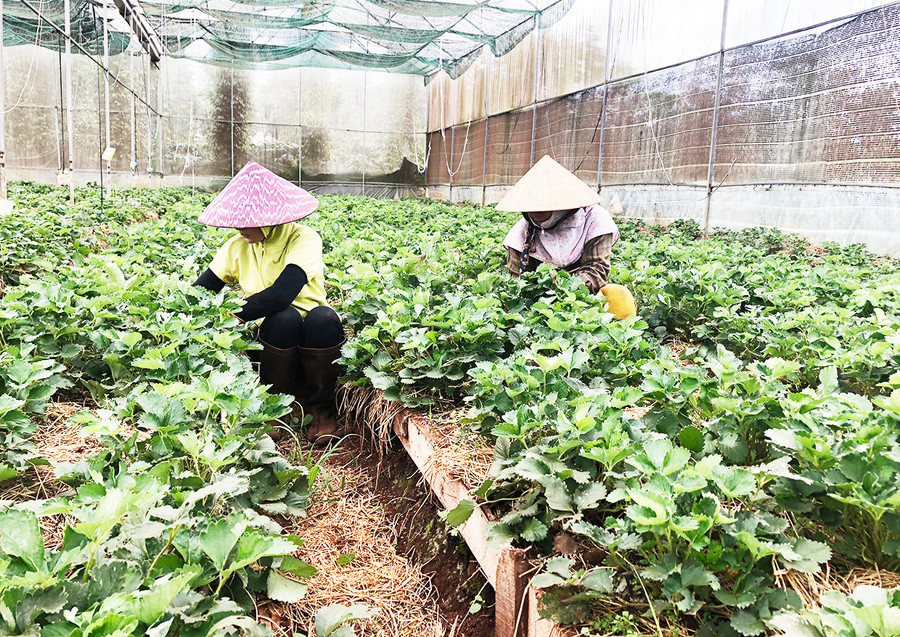  Huyện Ia Grai có 1.962 ha cây trồng được chứng nhận VietGAP, 7.367 ha có chứng nhận 4C, 6.293 ha có chứng nhận UTZ và 12.950 ha sản xuất theo các tiêu chuẩn VietGAP, GlobalGAP, Organic, Rainforest Alliance.