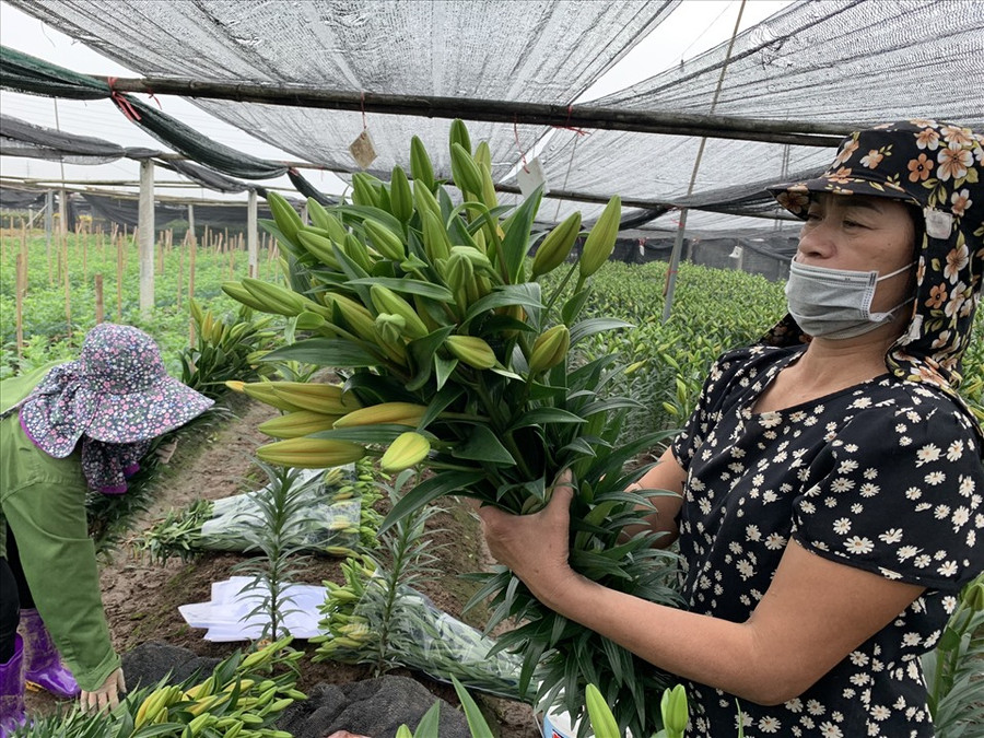 Những ngày cận Tết, không khí tại đây đã thay đổi khi hoa được giá, người trồng hoa phấn khởi bắt đầu vụ thu hoạch lớn nhất năm.