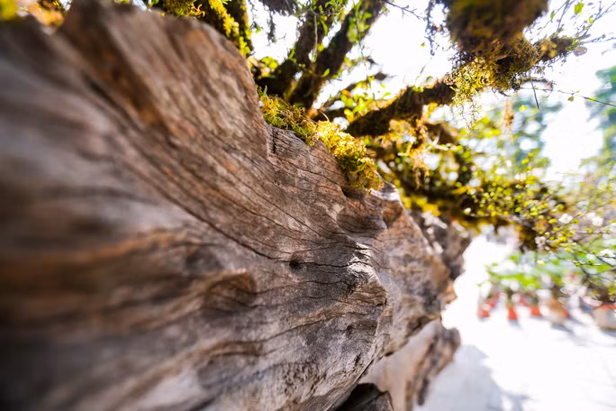 Thân gỗ lim dài gần 5 m được đặt trên kệ là một thân gỗ khác cao khoảng nửa mét có hình dáng giống con thuyền độc mộc để chứa đất, phân hữu cơ và các chất dinh dưỡng cần thiết cho cây