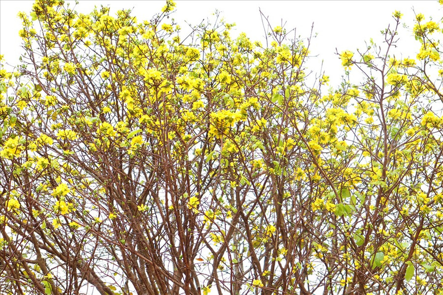 Thuộc dòng mai 9 cánh, những bông hoa của cây mai này cũng khác hẳn những dòng mai thường. Ảnh: H.L Thuộc dòng mai 9 cánh, những bông hoa của cây mai này cũng khác hẳn những dòng mai thường. Ảnh: H.L