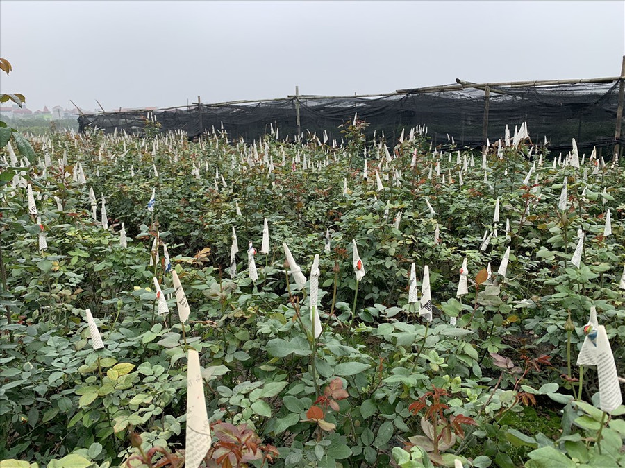 Ghi nhận của phóng viên tại làng hoa Tây Tựu (Bắc Từ Liêm, Hà Nội) cho thấy, vào những ngày Tết Nguyên đán Nhâm Dần 2022 đang đến gần, người trồng hoa tất bật cho công việc thu hoạch, cung cấp hoa cho các đầu mối phân phối. 