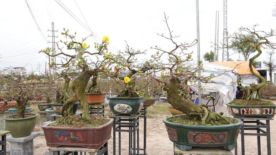  Mai bon sai được bày bán ven QL 1, đoạn qua TX.An Nhơn. Ảnh: Hoàng Trọng