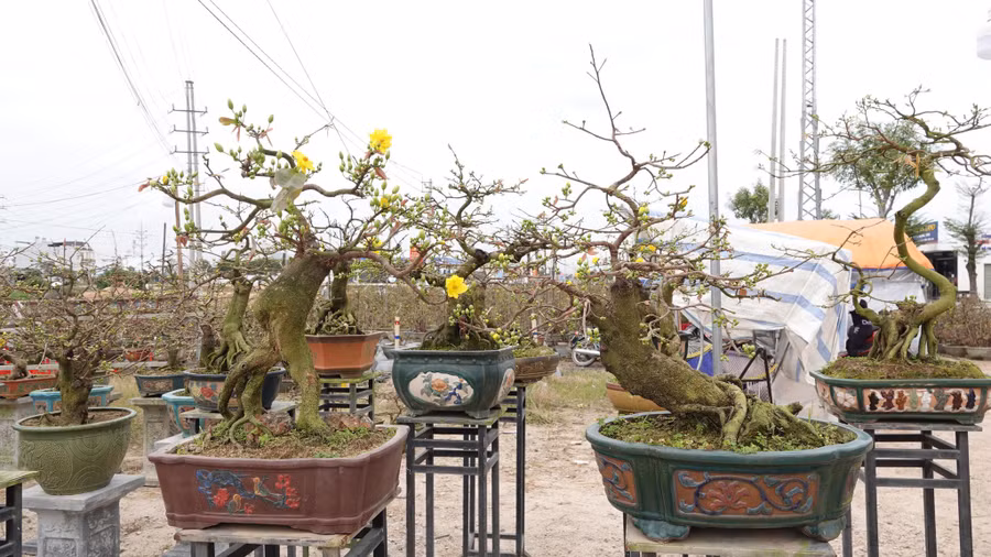  Mai bon sai được bày bán ven QL 1, đoạn qua TX.An Nhơn. Ảnh: Hoàng Trọng