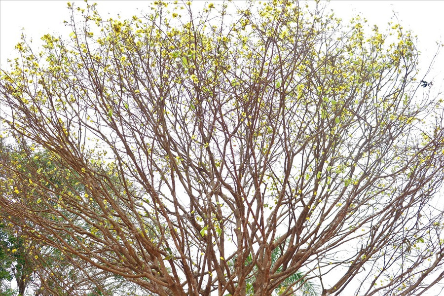 Cây hoàng mai với chi chít cành rất đặc biệt. Ảnh: H.L Cây hoàng mai với chi chít cành rất đặc biệt. Ảnh: H.L