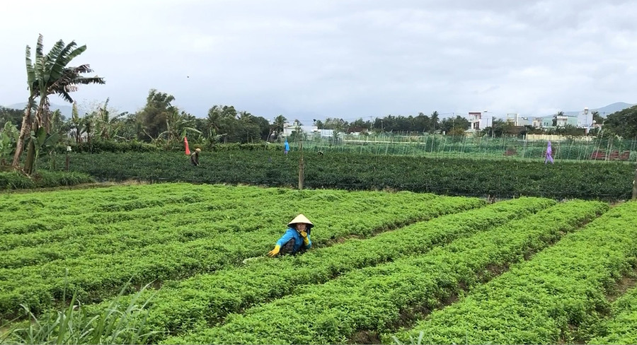 Ngày đầu của kỳ nghỉ Tết Dương lịch, người dân xã Cư An (huyện Đak Pơ) vẫn cần mẫn ra đồng chăm sóc rau màu. Ảnh: Ngọc Minh Ngày đầu của kỳ nghỉ Tết kéo dài 3 ngày, người dân xã Cư An, huyện Đak Pơ vẫn cần mẫn ra đồng thu hoạch, chăm sóc rau màu. Ảnh Ngọc Minh