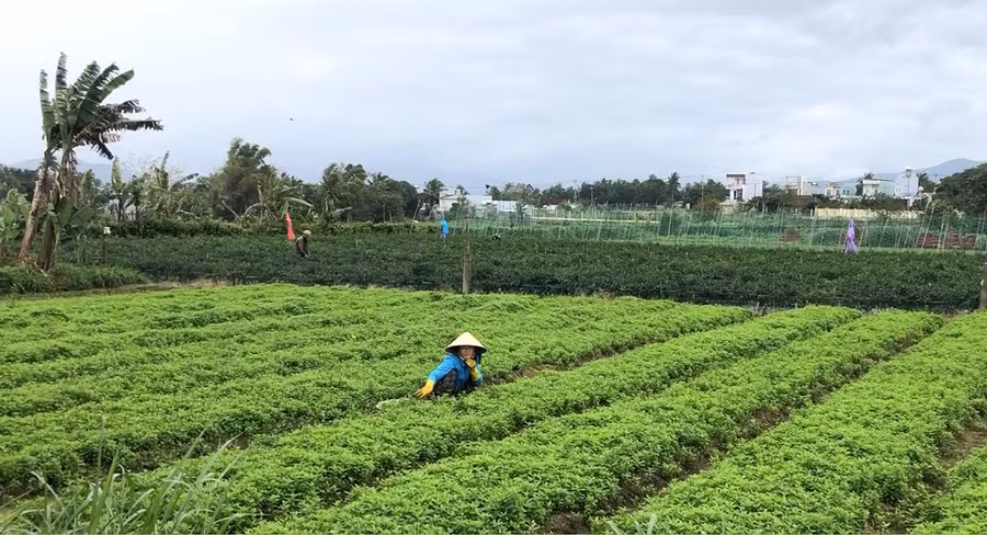 Ngày đầu của kỳ nghỉ Tết kéo dài 3 ngày, người dân xã Cư An, huyện Đak Pơ vẫn cần mẫn ra đồng thu hoạch, chăm sóc rau màu. Ảnh Ngọc Minh