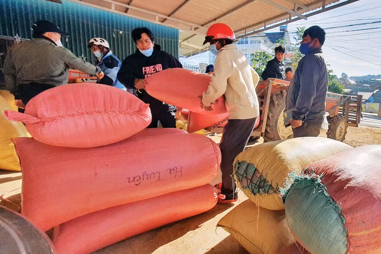 Cà phê mùa vụ 2021 - 2022 của nông dân xã Lát.