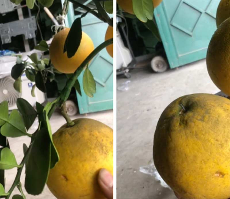 Người đàn ông ngỡ ngàng khi trái bưởi được gắn chắc chắn lên cây bằng ghim đinh (Ảnh: Dân Việt)