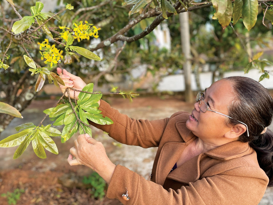 Niềm vui đón những cánh mai đầu tiên của bà Trần Thị Kim Loan (thôn Nhơn Thọ, xã Đak Ta Ley, huyện Mang Yang). Ảnh: Phương Duyên