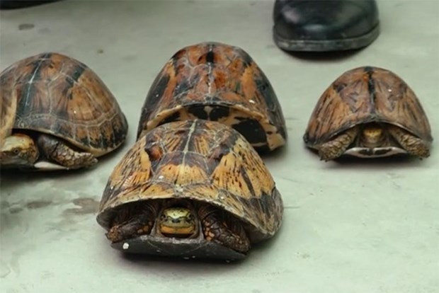 Loại rùa thuộc danh mục động vật nguy cấp quý hiếm cần được ưu tiên bảo vệ. (Nguồn: anninhthudo)
