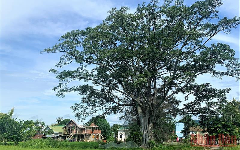 Cây cổ thụ hàng trăm tuổi xanh tốt quanh năm che chở cuộc sống yên bình cho đồng bào M’nông ở buôn M’liêng.