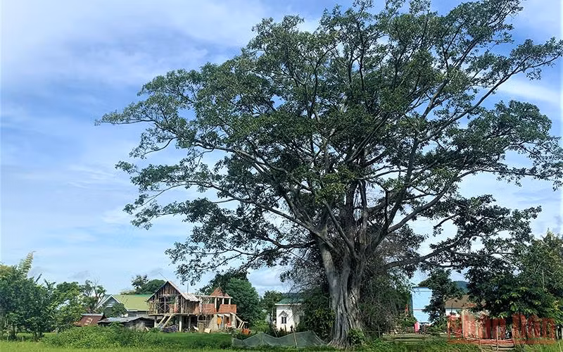 Cây cổ thụ hàng trăm tuổi xanh tốt quanh năm che chở cuộc sống yên bình cho đồng bào M’nông ở buôn M’liêng.