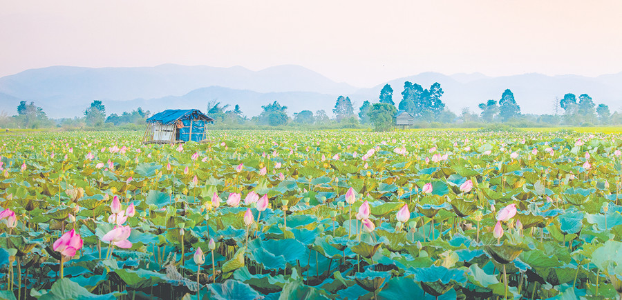  Đầm sen xã Ia Yeng (huyện Phú Thiện). Ảnh: Phạm Quý