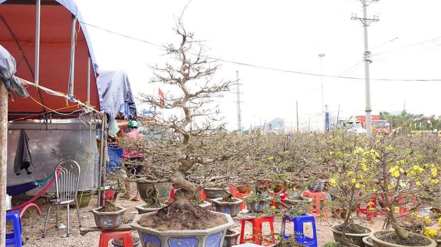  Cây mai dáng trực được anh Trần Hữu Nghĩa rao bán giá 45 triệu đồng. Ảnh: Hoàng Trọng
