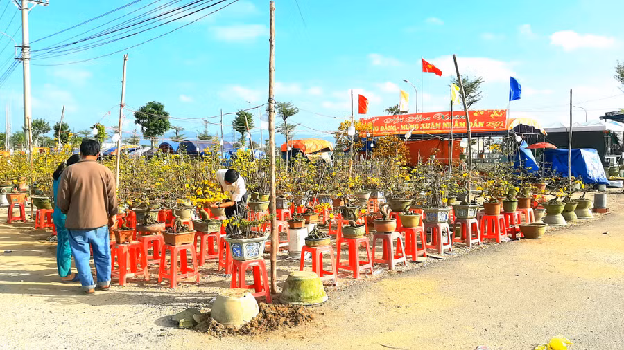 Một điểm bán mai tết ở TX.An Nhơn. Ảnh: Minh Lê