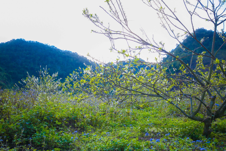 Những ngày cuối năm, cải trắng, cải vàng, hoa mơ, hoa mận bắt đầu khoe sắc ở khắp vườn, núi đồi bao quanh con đường nhỏ nối liền hai thung lũng Phiêng Cành và Nà Ka. Đây là những khung cảnh tuyệt đẹp, níu giữ chân khách du lịch khi khám phá cung đường này.