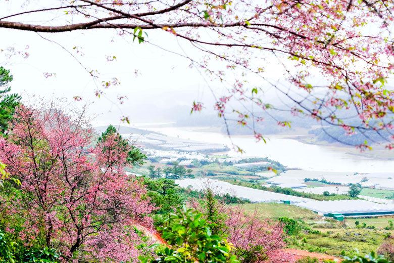 Không biết được trồng từ bao giờ và được trồng như thế nào, nhưng đào núi Lang Biang trước đây, chỉ có người dân vùng Đan Kia và bà con có đất canh tác phía sau núi Lang Biang mới biết. Năm 2016, các nhiếp ảnh gia Phạm Anh Dũng, Quý SG, Lại Thế Anh - một trong những người đầu tiên quảng bá vẻ quyến rũ của rừng Mai anh đào bằng hình ảnh. Không biết được trồng từ bao giờ và được trồng như thế nào, nhưng đào núi Lang Biang trước đây, chỉ có người dân vùng Đan Kia và bà con có đất canh tác phía sau núi Lang Biang mới biết. Năm 2016, các nhiếp ảnh gia Phạm Anh Dũng, Quý SG, Lại Thế Anh - một trong những người đầu tiên quảng bá vẻ quyến rũ của rừng Mai anh đào bằng hình ảnh.