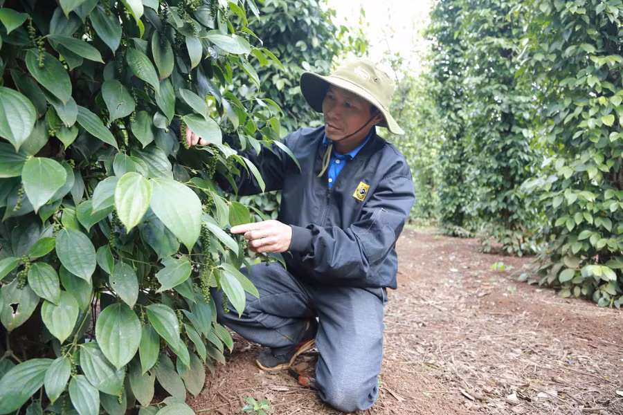 Anh Nguyễn An Thạnh - Phó Chủ nhiệm Câu lạc bộ Hồ tiêu bền vững Đoàn kết thôn 3 (xã Ea Bhốk) chăm sóc hồ tiêu. 