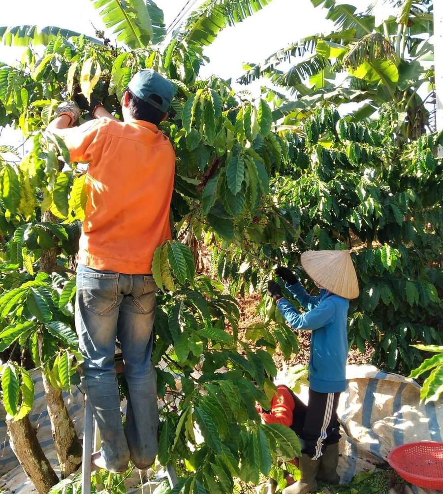 Giá cà phê cuối vụ thu hoạch đã giảm gần 1.500 đồng/kg so với cao điểm. Ảnh: Quang Thuần