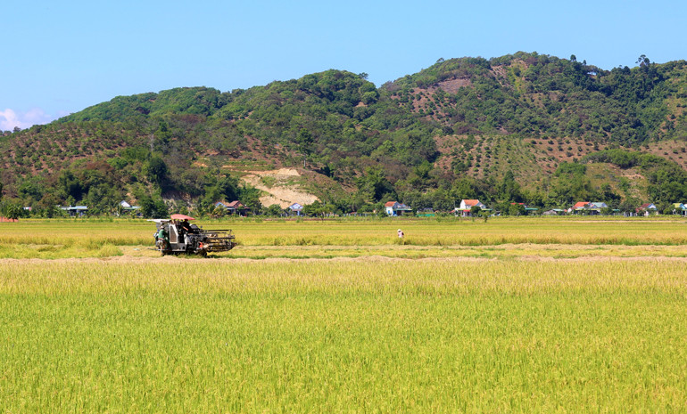  Cánh đồng xã An Nhơn (huyện Đạ Tẻh) rực vàng vào vụ thu hoạch đặc sản nếp quýt vụ mùa cuối năm 2021 đầu năm 2022. Máy gặt liên hoàn liên tục gầm rú thu hoạch nếp đóng bao ngay tại chân ruộng để kịp giao cho thương lái vận chuyển về TP Hồ Chí Minh và các tỉnh phục vụ nguồn hàng cho thị trường Tết Nguyên đán Nhâm Dần 2022