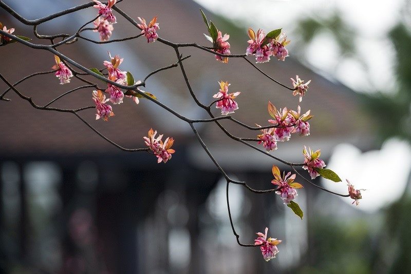 Do dịch bệnh, năm nay du khách tiếc nuối vì không thể lên Bà Nà ngắm hoa đào chuông nở rộ và rực rỡ. Ảnh: Tuấn Lê