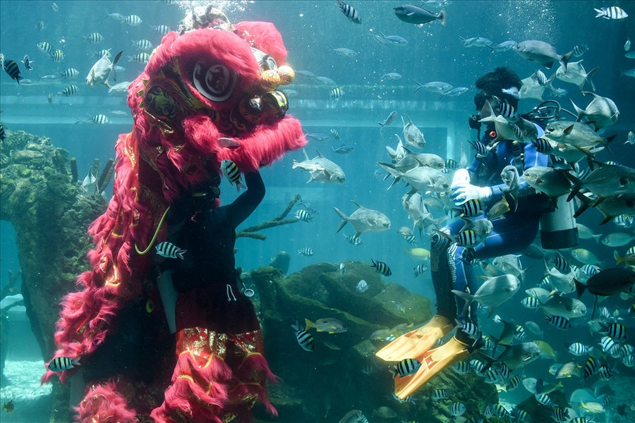  Thợ lặn biểu diễn múa lân dưới nước tại một thủy cung trên đảo Bali của Indonesia ngày 29.1.2022, vài ngày trước Tết Nguyên đán Nhâm Dần. Ảnh: AFP