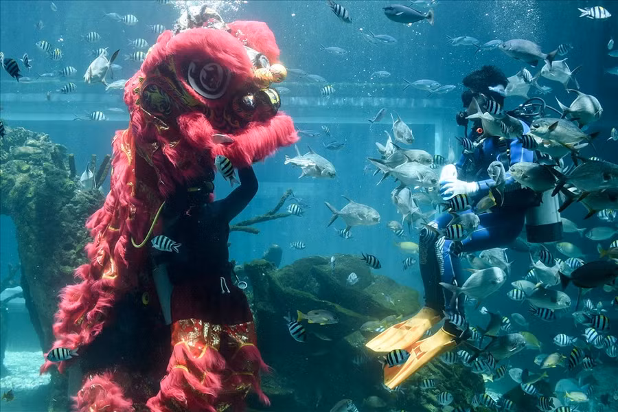  Thợ lặn biểu diễn múa lân dưới nước tại một thủy cung trên đảo Bali của Indonesia ngày 29.1.2022, vài ngày trước Tết Nguyên đán Nhâm Dần. Ảnh: AFP