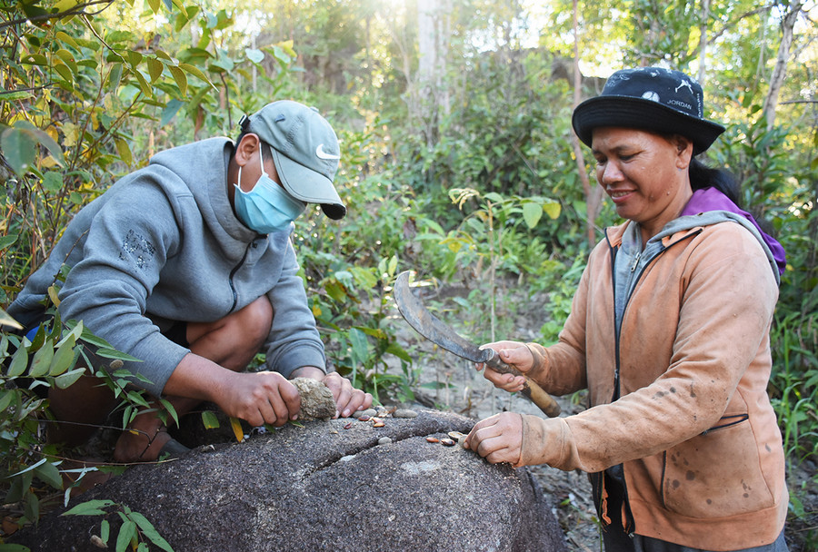  Công đoạn khó nhất là phần tách hạt kơ nia để lấy phần nhân bên trong. Ảnh: Minh Triều