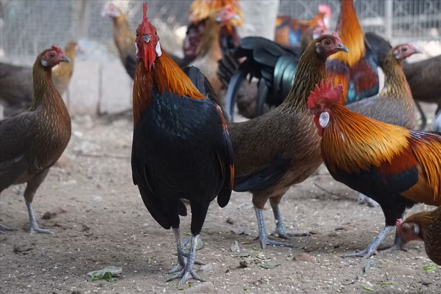 Những năm trở lại đây, gà rừng được người dân tìm mua khá nhiều, đặc biệt là dịp Tết Nguyên đán. Ảnh: Q.D