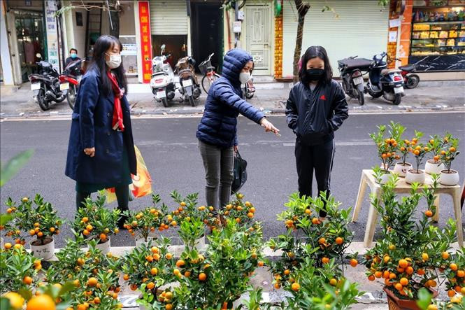  Người dân lựa chọn mua quất đón Xuân Nhâm Dần 2022.