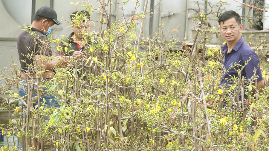 Khách đến mua mai dọc QL 1 qua địa bàn tỉnh Bình Định. Ảnh: Hoàng Trọng