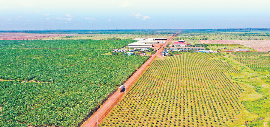  Trang trại chuối của Công ty nông nghiệp Hoàng Anh Attapeu. Ảnh: Nguyễn Vân Thiêng